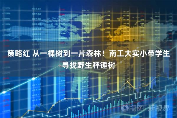 策略红 从一棵树到一片森林！南工大实小带学生寻找野生秤锤树